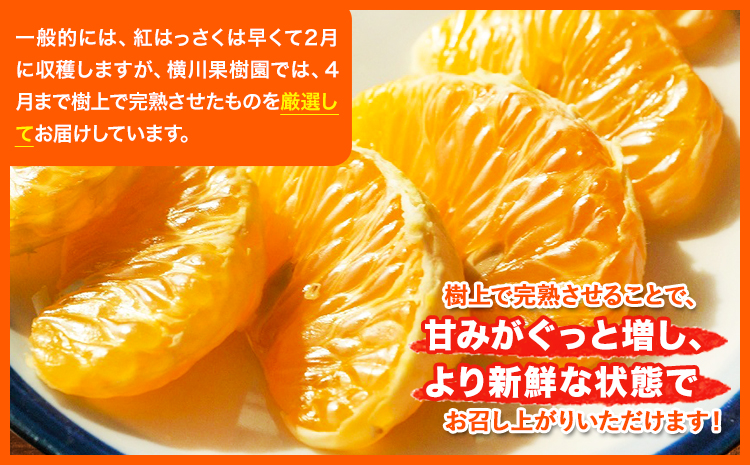 【ふるさと納税】【先行受付】樹上完熟 紅はっさく 約10kg S〜3L 家庭用 サイズ混合 横川果樹園 《2026年4月上旬-5月上旬頃出荷》 和歌山県 日高川町 みかん 完熟 柑橘 フルーツ 八朔 はっさく