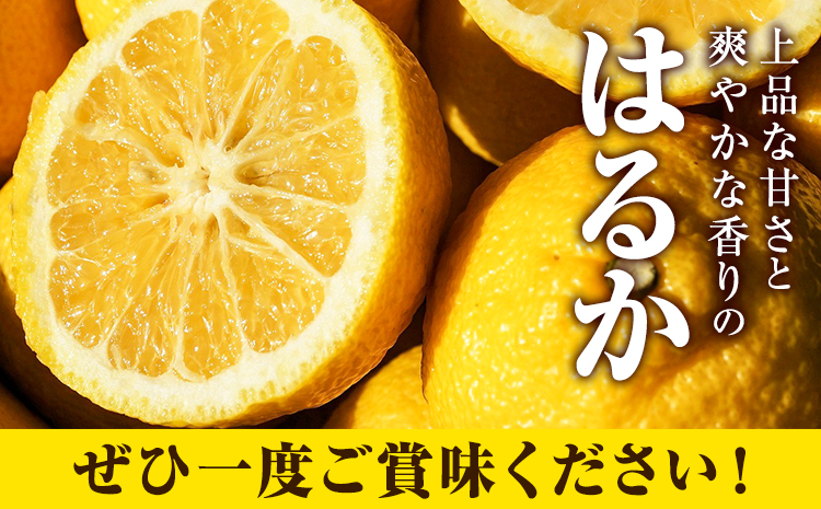 はるか 約7kg S～2L 家庭用 サイズ混合 横川果樹園 《2月上旬-3月中旬頃より出荷》 和歌山県 日高川町 はるか みかん 果物 柑橘 フルーツ くだもの