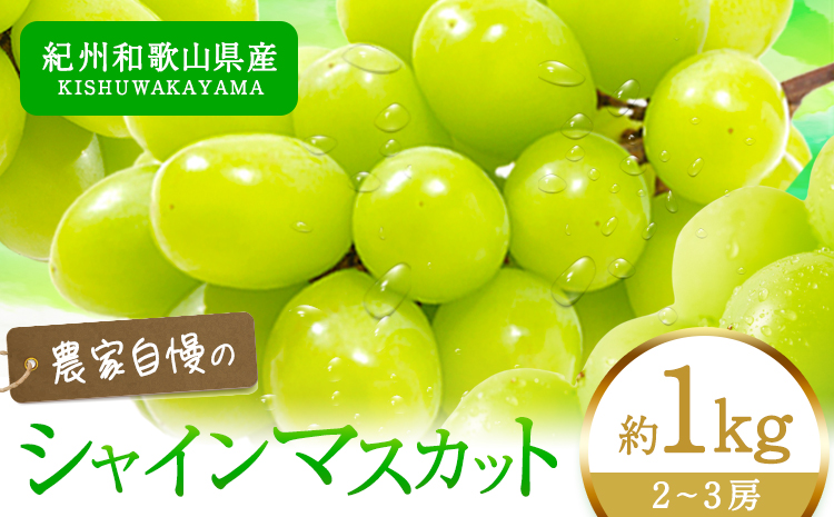 【2026年先行予約】紀州和歌山産 シャインマスカット 約 1kg 魚鶴商店《8月下旬-9月上旬出荷》マスカット 和歌山県 日高川町 贈り物 ギフト ぶどう シャインマスカット（F)