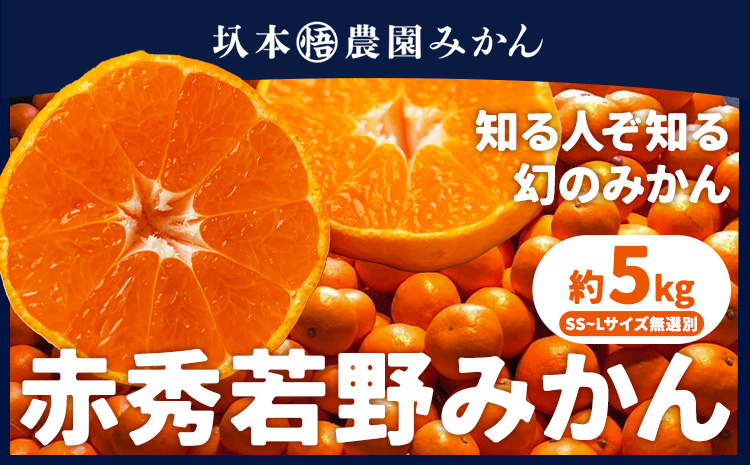 赤秀 若野みかん 約5kg サイズ無選別 圦本悟農園《12月上旬-2月中旬頃出荷》和歌山県 日高川町 旬 新鮮 果物 柑橘 フルーツ 国産 送料無料 ミカン みかん 温州みかん