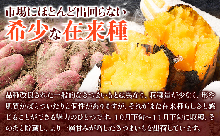 和歌山県のサツマイモ 在来種 小さめサイズ 5kg みはらファーム《12月中旬‐4月下旬頃出荷》和歌山県 日高川町 みはらファーム さつま芋 薩摩芋 さつまいも