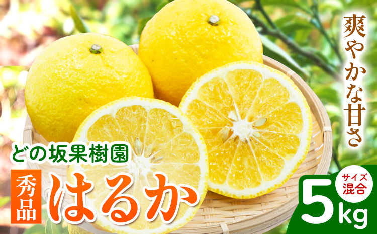 はるか 秀品はるか 約 5kg サイズ混合 どの坂果樹園《3月上旬-5月下旬頃出荷》 和歌山県 日高川町 はるか 秀品 旬 柑橘 フルーツ 果物くだもの