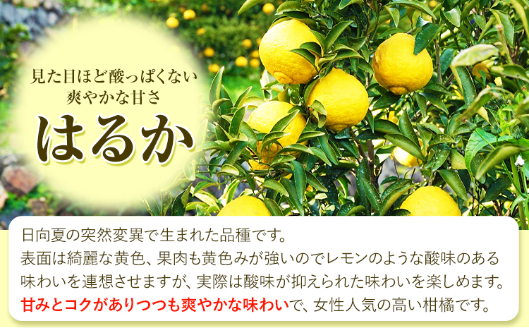 はるか 約7kg S～2L 家庭用 サイズ混合 横川果樹園 《2月上旬-3月中旬頃より出荷》 和歌山県 日高川町 はるか みかん 果物 柑橘 フルーツ くだもの