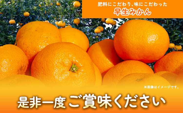 早生 みかん 5kg(2S〜Lサイズ) どの坂果樹園《12月上旬-1月末頃出荷》 和歌山県 日高川町 早生みかん 柑橘 ミカン 果物 フルーツ くだもの みかん 早生