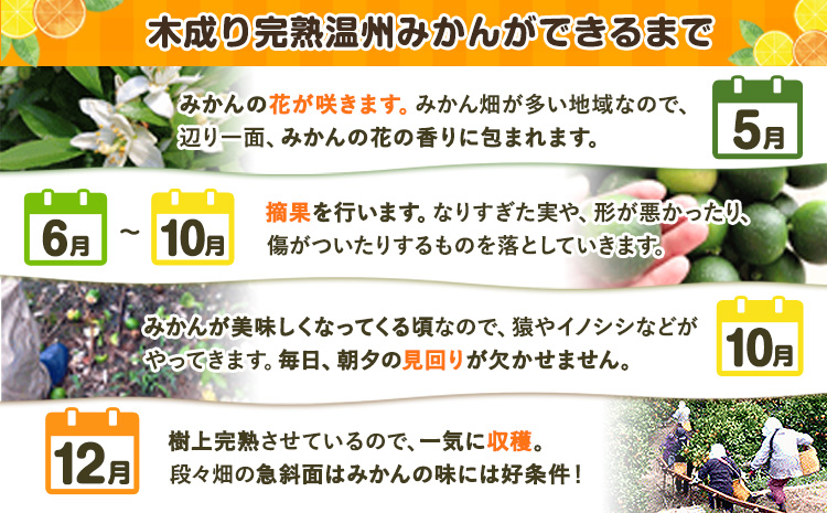 木成り完熟 温州みかん ミックスサイズ 10kg まるまつ農園《12月上旬-1月末頃より出荷》 和歌山県 日高川町 温州みかん みかん 完熟