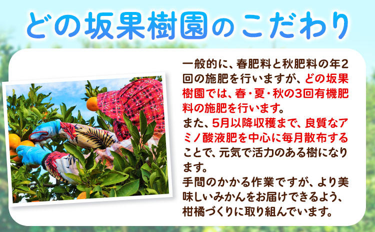 ＜2025年出荷 先行予約＞どの坂果樹園最高傑作みかん！ゆら早生みかん 5kg(2S〜Lサイズ) どの坂果樹園《2025年10月中旬-12月上旬頃出荷予定》 和歌山県 日高川町 みかん ゆら早生 柑橘 ミカン フルーツ 果物 くだもの