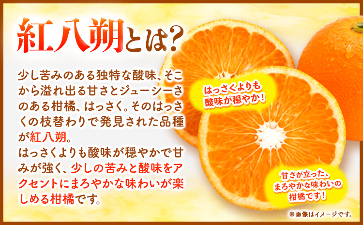 紅八朔 約10kg 長岡農園《2025年3月下旬-5月中旬頃出荷》 和歌山県 日高川町 紅八朔 八朔 はっさくハッサク