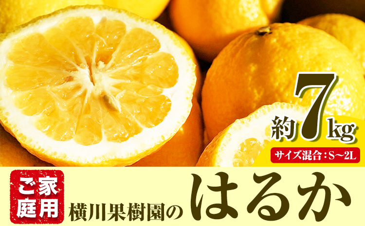 はるか 約7kg S～2L 家庭用 サイズ混合 横川果樹園 《2月上旬-3月中旬頃より出荷》 和歌山県 日高川町 はるか みかん 果物 柑橘 フルーツ くだもの