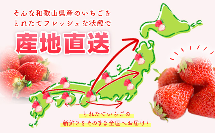 【先行予約】紀州和歌山ブランドいちご「まりひめ」約250g×4パック 約1kg 株式会社魚鶴《2026年3月上旬-3月下旬頃より出荷予定》和歌山県 日高川町 いちご 苺 まりひめ フルーツ 果物 スイーツ 送料無料