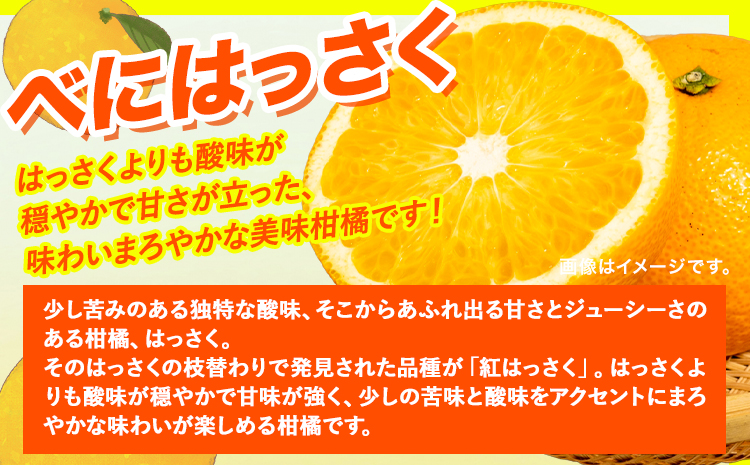 【ふるさと納税】【先行受付】樹上完熟 紅はっさく 約10kg S〜3L 家庭用 サイズ混合 横川果樹園 《2026年4月上旬-5月上旬頃出荷》 和歌山県 日高川町 みかん 完熟 柑橘 フルーツ 八朔 はっさく