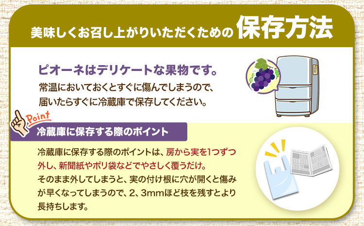 たねなし ピオーネ 約2kg 厳選館 《2025年8月下旬-10月中旬頃出荷》 和歌山県 日高川町 フルーツ ぶどう ピオーネ たねなし 2kg 和歌山県産 【配送不可地域あり】ブドウくだもの果物フルーツ