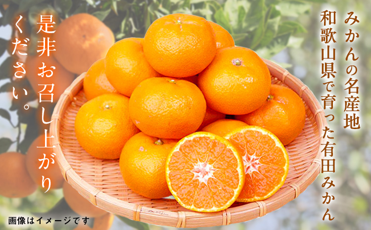 【先行予約】赤秀品 紀州有田産 濃厚完熟温州みかん 2kg (MサイズまたはSサイズ) 魚鶴商店《2026年11月下旬-2027年1月下旬頃出荷》和歌山県 日高川町 みかん ミカン 蜜柑 フルーツ 柑橘