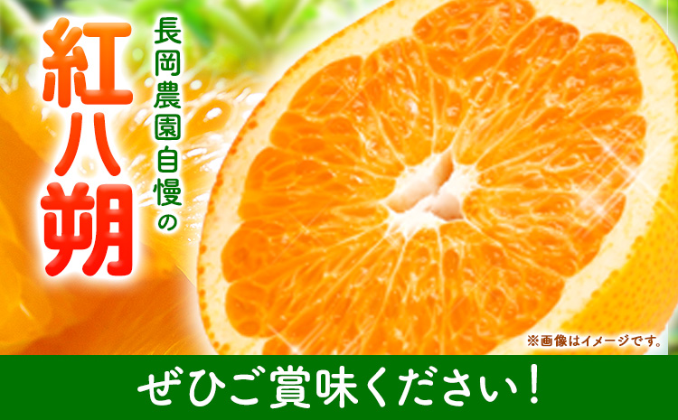 紅八朔 約10kg 長岡農園《2025年3月下旬-5月中旬頃出荷》 和歌山県 日高川町 紅八朔 八朔 はっさくハッサク