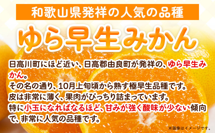 ＜2025年出荷 先行予約＞どの坂果樹園最高傑作みかん！ゆら早生みかん 5kg(2S〜Lサイズ) どの坂果樹園《2025年10月中旬-12月上旬頃出荷予定》 和歌山県 日高川町 みかん ゆら早生 柑橘 ミカン フルーツ 果物 くだもの