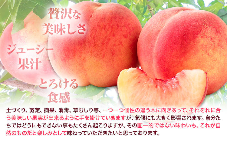 桃 かつらぎ町産 約 2kg 紀農人株式会社《2025年6月上旬-8月中旬頃出荷》 和歌山県 日高川町 果物 フルーツ 桃 もも モモ 旬