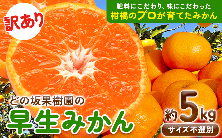 ＼今季出荷まもなく終了！／みかん 訳あり 早生 みかん 5kg ( サイズ 不選別 ) どの坂果樹園《30日以内に出荷予定(土日祝除く)》和歌山県 日高川町 みかん ご家庭用 訳あり 早生 みかん サイズ 不選別 おまかせ 旬 柑橘 果物 規格外 わけあり 人気 訳ありみかん