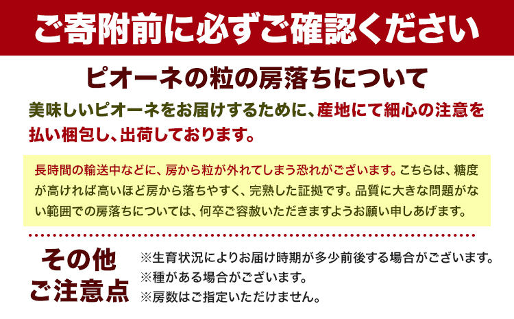 紀州和歌山産 ピオーネ 約2kg 3房-5房 魚鶴商店 《8月下旬-9月上旬頃出荷》 和歌山県 日高川町 フルーツ ぶどう 巨峰 2kg 和歌山県産 送料無料