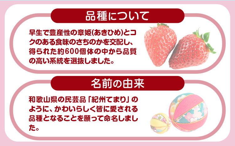 まりひめ いちご 約300g×2パック たつた農園《1月中旬-3月中旬頃出荷》和歌山県 日高川町 送料無料 苺 鞠姫 マリヒメ フルーツ 果物 お取り寄せイチゴ【配送不可地域あり】