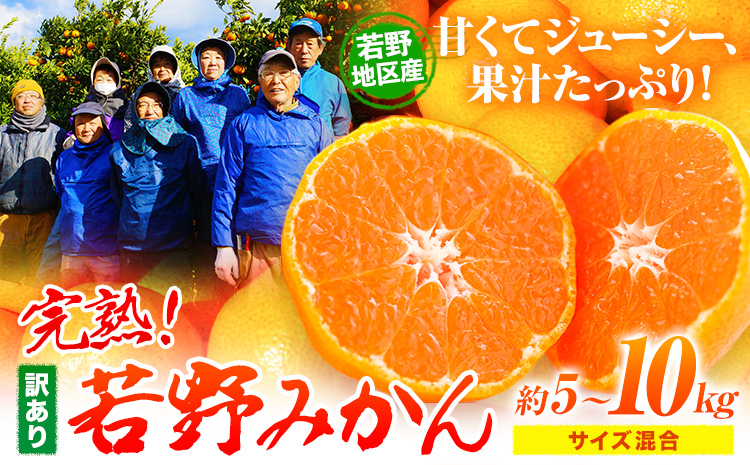 訳あり みかん 10kg 完熟 若野みかん 約10kg サイズ混合 圦本農園 《11月下旬-12月中旬頃出荷》和歌山県 日高川町 送料無料 訳ありみかん 10キロ わけありみかん わけあり 若野 みかん ミカン 柑橘 完熟 フルーツ 果物 お取り寄せフルーツ