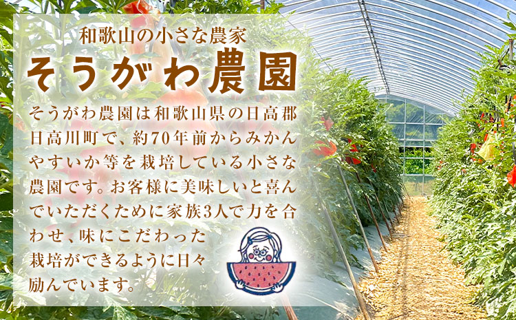 【2026年先行予約】贅沢な甘さとシャリ感 空中育ちの大玉すいか 祭ばやし 6kg以上 1玉 そうがわ農園 《2026年6月下旬-8月上旬頃出荷》 和歌山県 日高川町 スイカ 西瓜 すいか 大玉