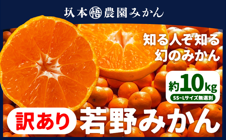 訳あり 若野みかん 約10kg サイズ無選別 圦本悟農園《12月上旬-2月中旬頃出荷》和歌山県 日高川町 旬 新鮮 果物 柑橘 フルーツ 国産 送料無料 ミカン みかん 温州みかんst-p