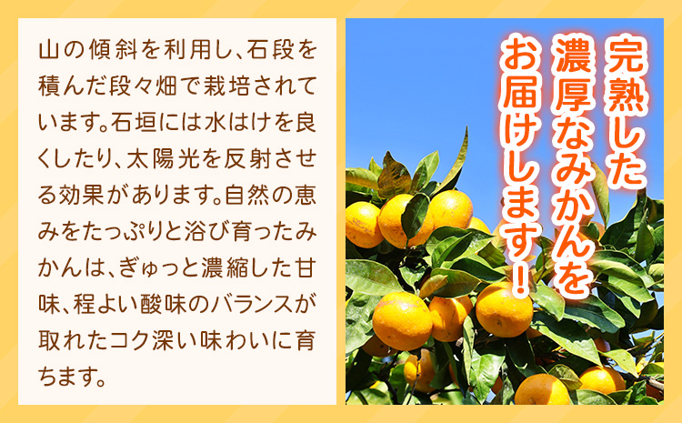 【先行予約】みかん 紀州有田産 濃厚完熟 小玉みかん 約5kg S-3Sサイズ 株式会社魚鶴商店《2026年11月下旬-12月下旬頃出荷》 和歌山県 日高川町 みかん 小玉みかん 完熟 濃厚 柑橘 小玉 小さい