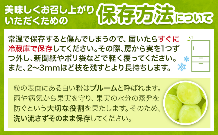 紀州和歌山産 シャインマスカット 約 1kg 魚鶴商店《8月下旬-9月上旬出荷》マスカット 和歌山県 日高川町 贈り物 ギフト ぶどう シャインマスカット