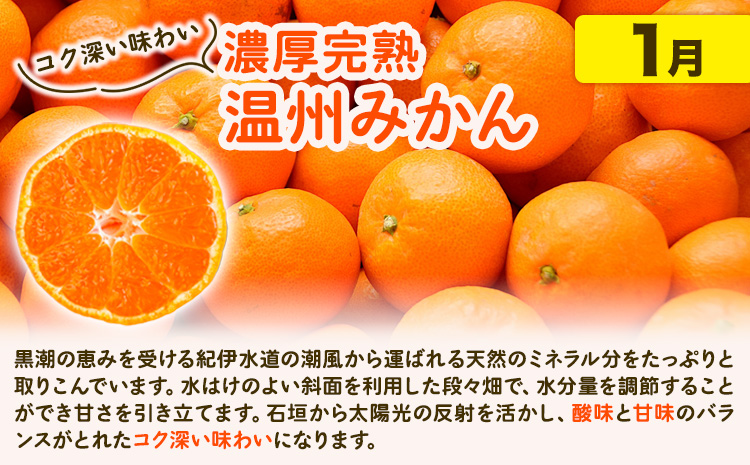 【発送月固定定期便】紀州 和歌山産 旬の ご家庭用 柑橘 セット (みかん 不知火 清見)【全３回】 計16kg 株式会社魚鶴《2027年1月上旬-4月上旬頃出荷》 和歌山県 日高川町 オレンジ 柑橘 蜜柑 果物 訳あり 送料無料 定期便