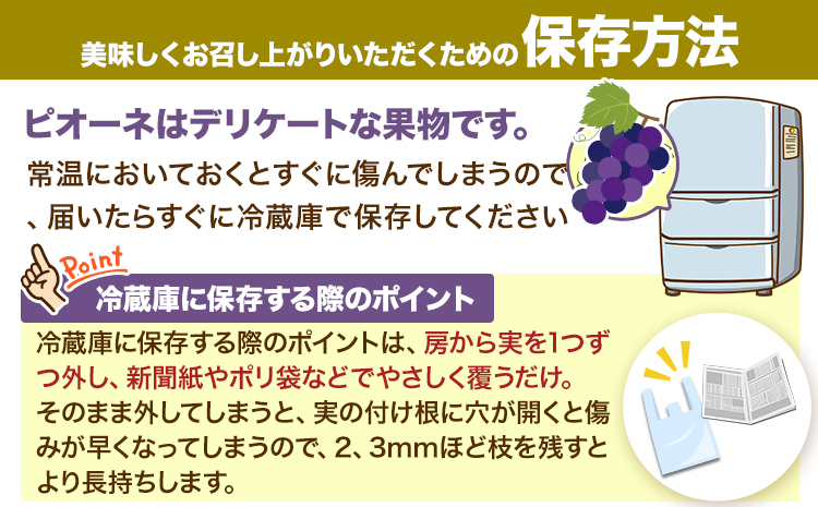 紀州和歌山産 ピオーネ 約2kg 3房-5房 魚鶴商店 《8月下旬-9月上旬頃出荷》 和歌山県 日高川町 フルーツ ぶどう 巨峰 2kg 和歌山県産 送料無料