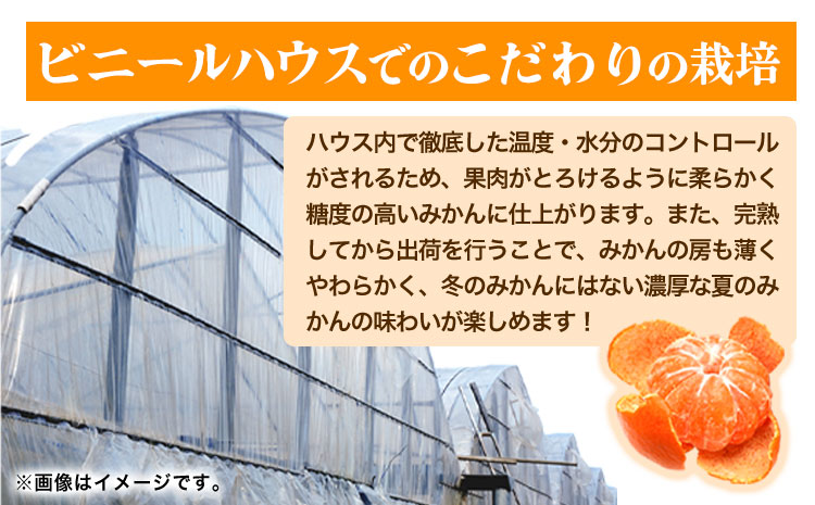 【先行予約】赤秀品 紀州和歌山 ハウス みかん 約2.5kg 株式会社魚鶴商店《2026年6月下旬頃～7月下旬頃出荷》和歌山県 日高川町 みかん ミカン 蜜柑 フルーツ 柑橘