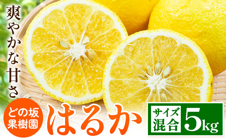 はるか 約 5kg サイズ混合 どの坂果樹園《3月上旬-5月下旬頃出荷》 和歌山県 日高川町 はるか 旬 柑橘 フルーツ 果物