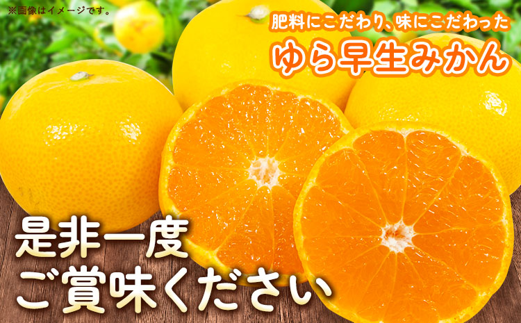 ＜2025年出荷 先行予約＞どの坂果樹園最高傑作みかん！ゆら早生みかん 5kg(2S〜Lサイズ) どの坂果樹園《2025年10月中旬-12月上旬頃出荷予定》 和歌山県 日高川町 みかん ゆら早生 柑橘 ミカン フルーツ 果物 くだもの