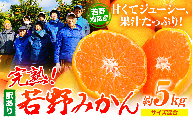 訳あり みかん 5kg 完熟 若野みかん 約5kg サイズ混合 圦本農園 《11月下旬-12月中旬頃出荷》和歌山県 日高川町 送料無料 訳ありみかん 5キロ わけありみかん わけあり 若野 みかん ミカン 柑橘 完熟 フルーツ 果物 お取り寄せフルーツ