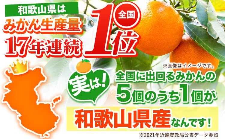 【先行予約】みかん はれひめ 約 5kg 25玉 ～ 30玉 紀農人株式会社《2025年12月中旬-2月上旬頃出荷》 和歌山県 日高川町 果物 フルーツ 柑橘 蜜柑 柑橘類 旬