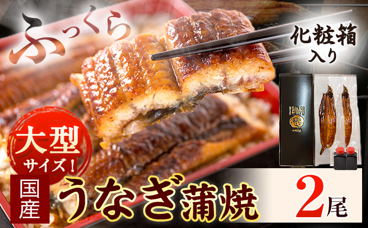 大型サイズ ふっくら柔らか国産 うなぎ 蒲焼き 2尾 化粧箱入(真空パック入) 株式会社魚鶴商店《30日以内に出荷予定(土日祝除く)》 和歌山県 日高川町 うなぎ 鰻 ギフト 贈り物