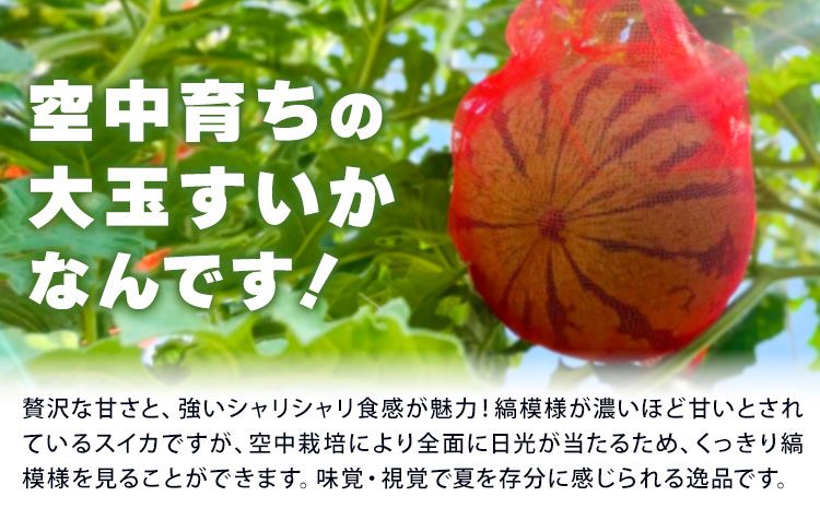 【2026年先行予約】贅沢な甘さとシャリ感 空中育ちの大玉すいか 祭ばやし 6kg以上 1玉 そうがわ農園 《2026年6月下旬-8月上旬頃出荷》 和歌山県 日高川町 スイカ 西瓜 すいか 大玉