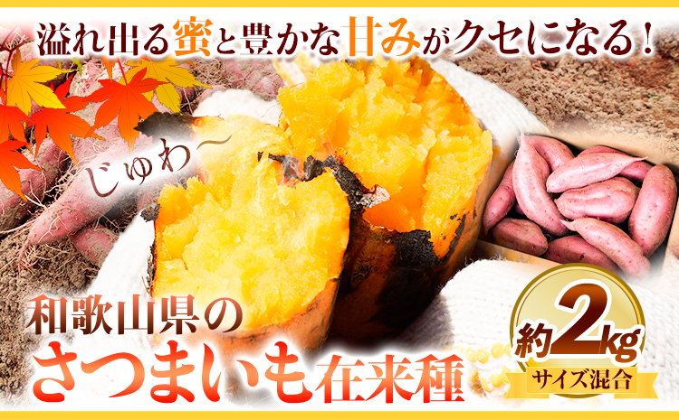 さつまいも 厳選 混合サイズ 2kg 在来種 みはらファーム[12月中旬‐5月上旬頃発送]和歌山県 日高川町 みはらファーム さつま芋 薩摩芋 いも 芋 蜜いも サツマイモ 小容量 さつま芋 スイートポテト 焼き芋
