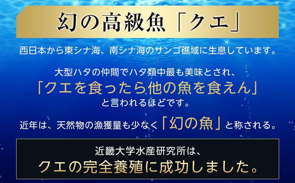 近大クエ鍋セット ( 500g ）こだわりだしぽん酢付き【2026年2月上旬～中旬発送】
