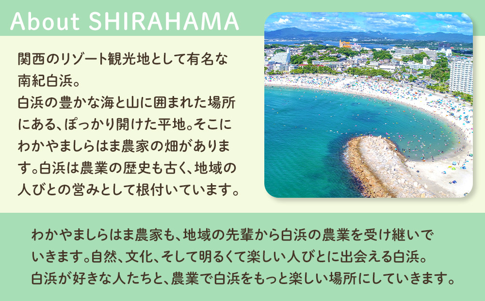 ããã¯ãŸãœã©ãã¿ 6è¢ ã»ããããããŸããã¯ãŸèŸ²å®¶ ç¹è£œ ãã¿ãŒãžã¥ã¹ãŒã