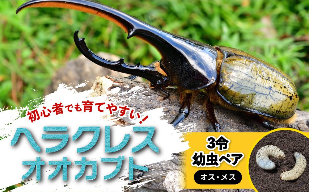 【先行予約】ヘラクレスオオカブト3令幼虫ペア ※育て方の説明書付き※配送不可地域あり【2026年6月から順次発送】