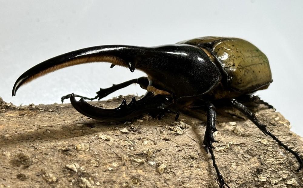 【先行予約】ヘラクレスオオカブト ペア 少し訳あり（オス120mm〜140mm前後・メスフリー）※配送不可地域あり ※期間限定 ※数量限定【2026年3月より順次発送】