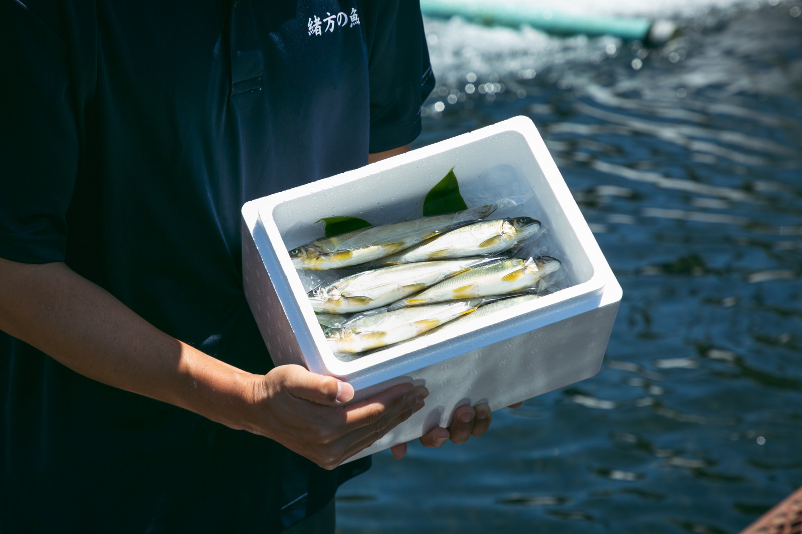 若あゆ（冷蔵配送）500g（5尾～7尾）OGATA養殖技術研究所 南紀白浜