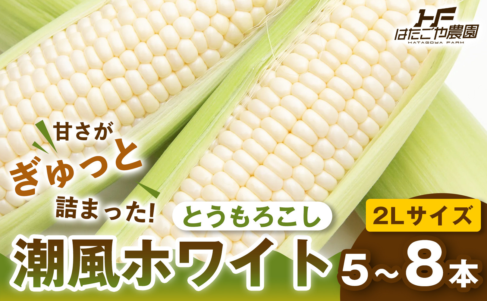 ［夏の味覚］潮風ホワイト 2Lサイズ 5～8本 1セット とうもろこし トウモロコシ 白 コーン とうもろこし BBQ 焼き肉 白浜町