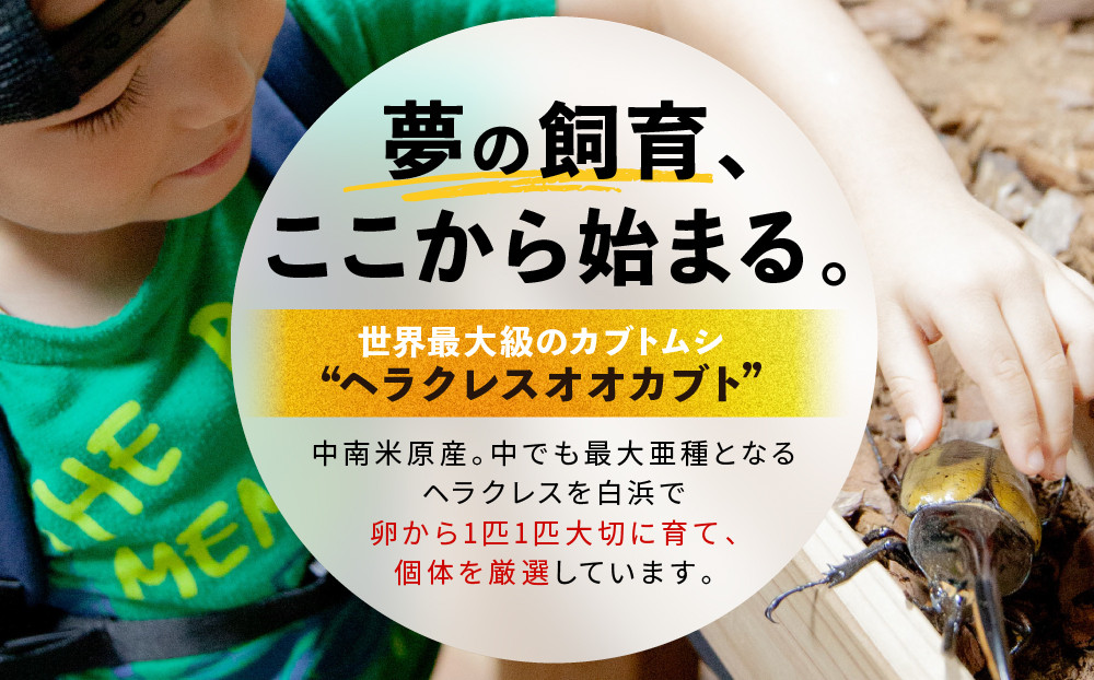 ãå
è¡äºçŽããã©ã¯ã¬ã¹ãªãªã«ãã3什幌è«ã㢠â»è²ãŠæ¹ã®èª¬ææžä»ãâ»é
éäžå¯å°åããã2026幎6æããé æ¬¡çºéã