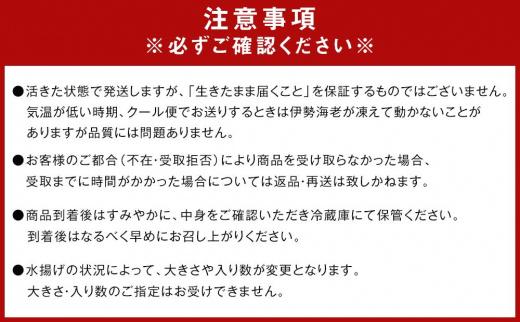 活 伊勢海老 3尾〜5尾 セット  合計 約2kg 産地直送