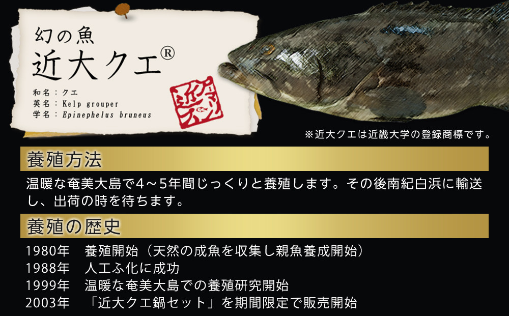 近大クエ鍋セット ( 500g ）こだわりだしぽん酢付き【2026年2月上旬～中旬発送】