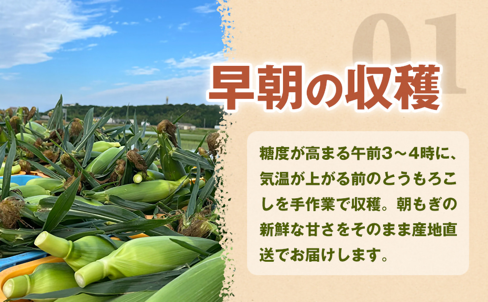 ［夏の味覚］潮風ホワイト 2Lサイズ 5～8本 1セット とうもろこし トウモロコシ 白 コーン とうもろこし BBQ 焼き肉 白浜町
