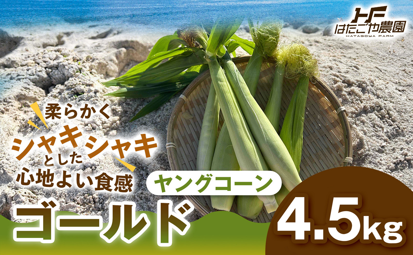 ［食卓を彩る希少な季節野菜］潮風ベイビー 4.5kg ヤングコーン ゴールド ベビーコーン グリル 付け合わせ野菜 BBQ 焼き野菜 和歌山県 白浜町