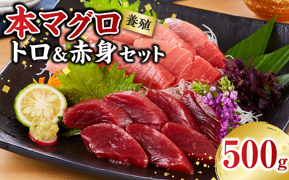 本マグロ（養殖）トロ＆赤身セット 500g［KS12］