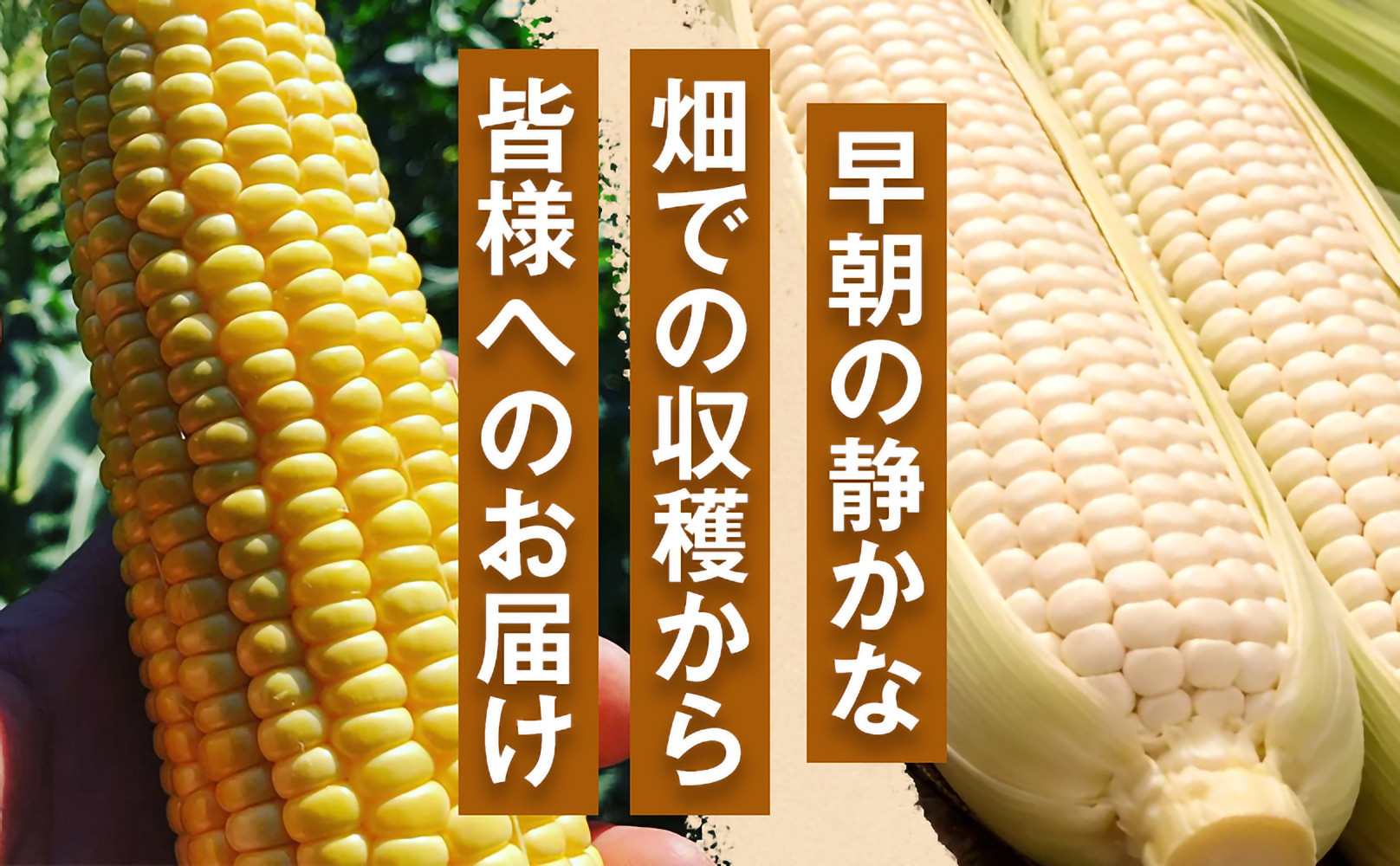 ［おいしさそのまま］訳アリ 潮風ゴールド 5kg 1セット とうもろこし トウモロコシ ゴールドラッシュ 黄色 潮風ゴールド スイートコーン 茹でとうもろこし BBQ 焼き肉 白浜町